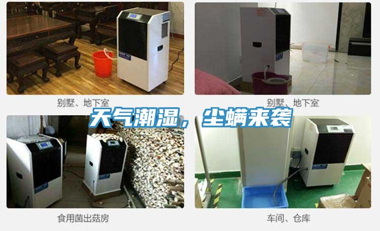 天氣潮濕，塵螨來襲
