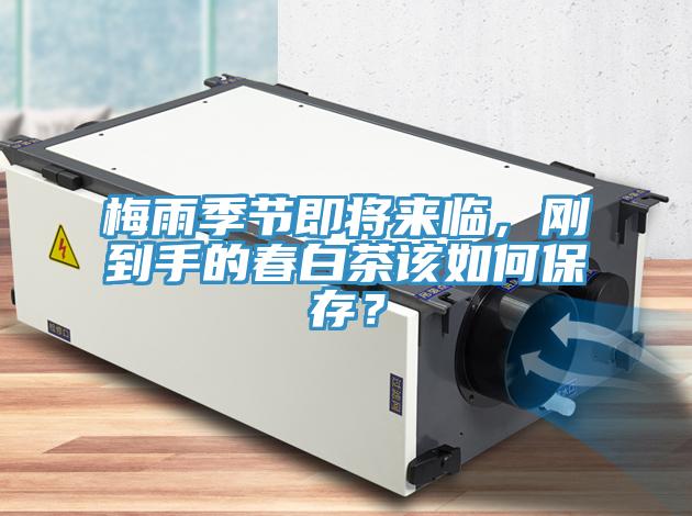 梅雨季節(jié)即將來臨，剛到手的春白茶該如何保存？