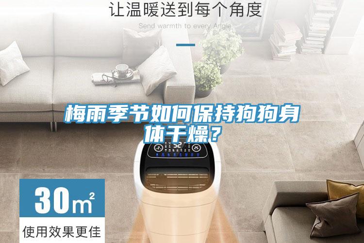 梅雨季節(jié)如何保持狗狗身體干燥？