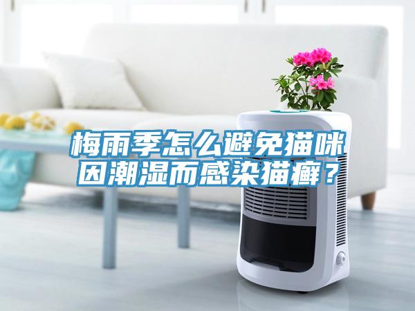 梅雨季怎么避免貓咪因潮濕而感染貓癬？